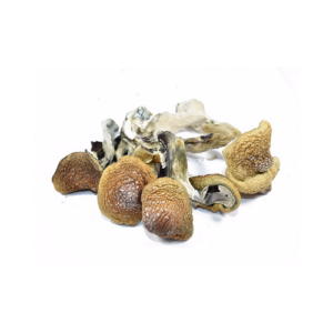 Buy Amazonian Magic Mushroom Online in usa
